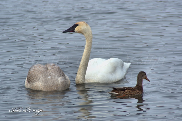 Swans 0332sm